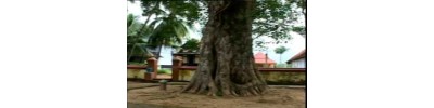 77. திருவித்துவக்கோடு 